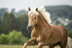 Haflinger Hengst