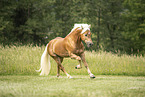 Haflinger Hengst