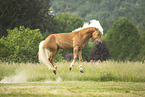 Haflinger Hengst