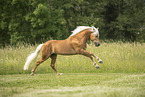 Haflinger Hengst