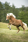 Haflinger Hengst