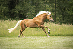 Haflinger Hengst