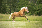 Haflinger Hengst