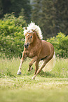 Haflinger Hengst