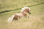 Haflinger Hengst