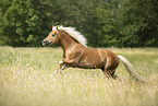 Haflinger Hengst