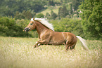 Haflinger Hengst