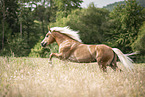 Haflinger Hengst