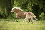 Haflinger Fohlen