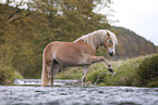 Haflinger