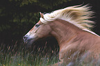 Haflinger