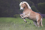 Haflinger