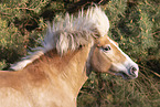 Haflinger Stute