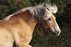 Haflinger Stute