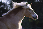 Haflinger Stute