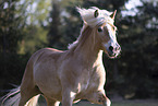 Haflinger Stute