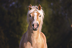 Haflinger Stute