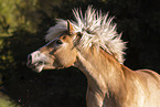 Haflinger Stute