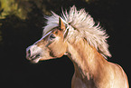 Haflinger Stute