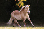 Haflinger Stute