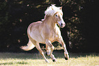 Haflinger Stute