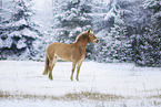 Haflinger Stute