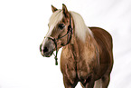 Haflinger Wallach