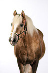 Haflinger Wallach