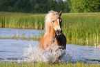 Haflinger Stute