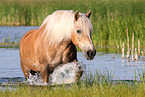 Haflinger Stute