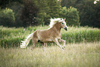 Haflinger Wallach