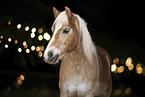 Haflinger Portrait