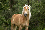 Haflinger Wallach