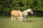 Haflinger