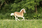 junger Haflinger