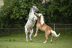 Haflinger und Noriker