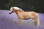 Haflinger