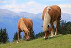 Haflinger