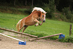 Haflinger