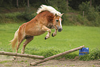 Haflinger