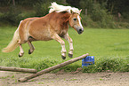 Haflinger