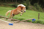 Haflinger