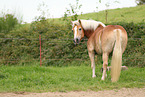 Haflinger