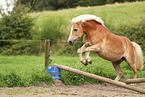 Haflinger