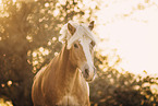 Haflinger