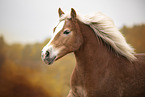 Haflinger