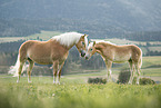 Haflinger