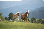 Haflinger