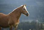 Haflinger