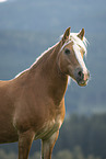 Haflinger